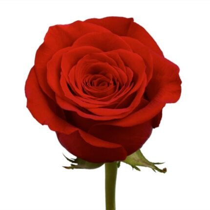 RED ROSE 100G