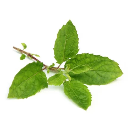 THULASI LEAF 100G