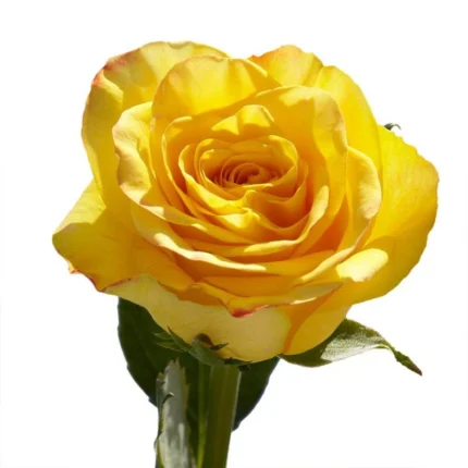 YELLOW ROSE 100G