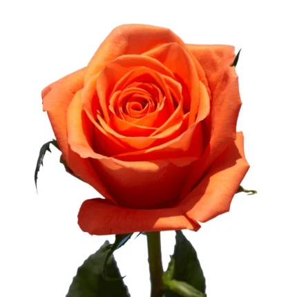 ORANGE ROSE 100G