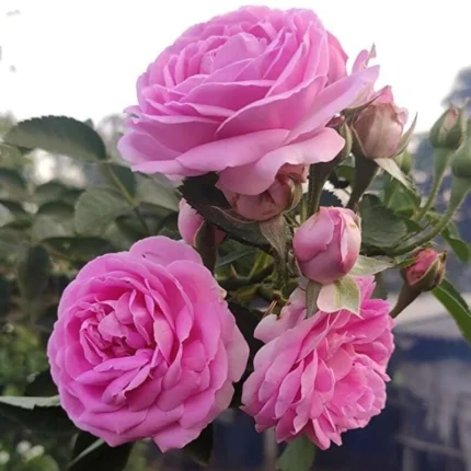 PANNER ROSE 100G