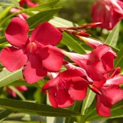 RED ARALI (OLEANDER) 100G