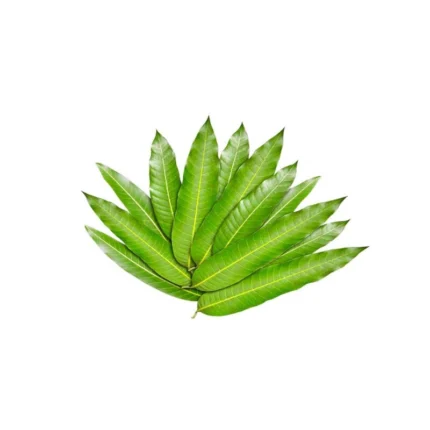 MANGO LEAF 100G