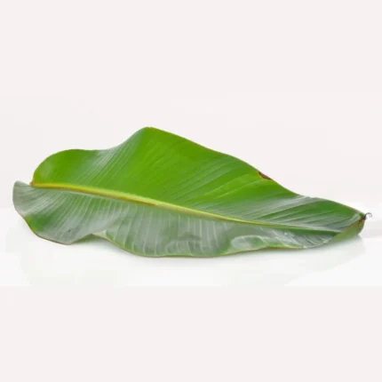 BANANA LEAF 1 PC